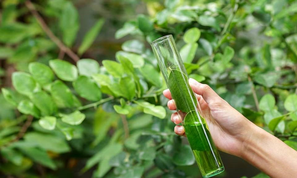 نقش کلروفیل در طب سنتی از گذشته تا امروز